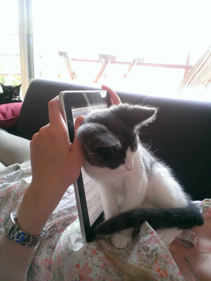 Kitten blocking iPad screen