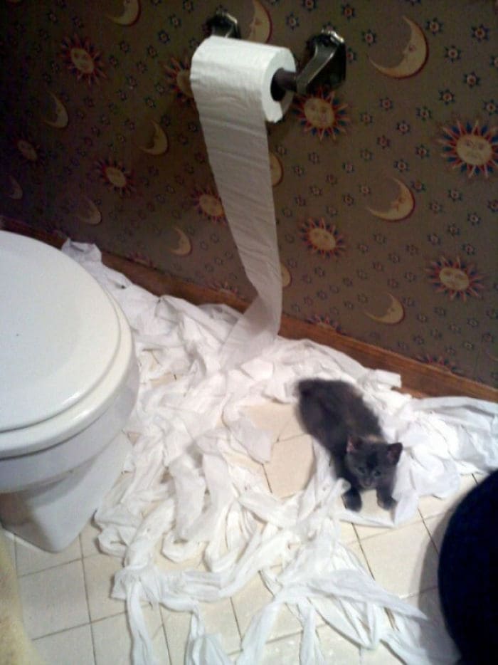 Unravelled the toilet roll