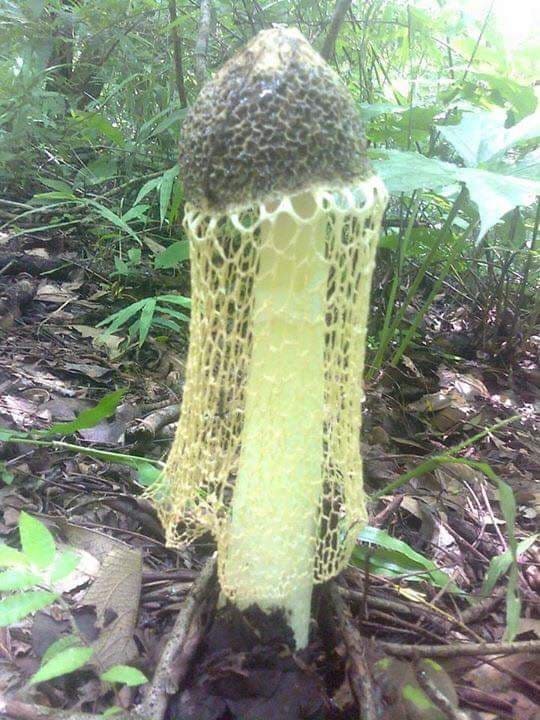 Phallus indusiatus mushroom