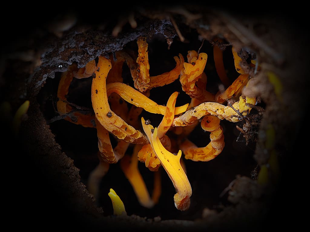 Coral fungi 
