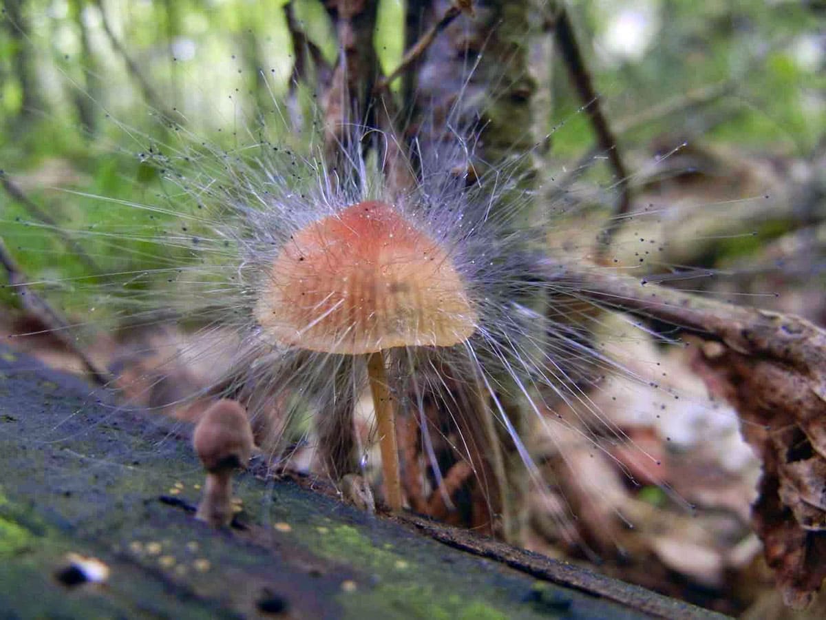 Spinellus fusiger mushroom 
