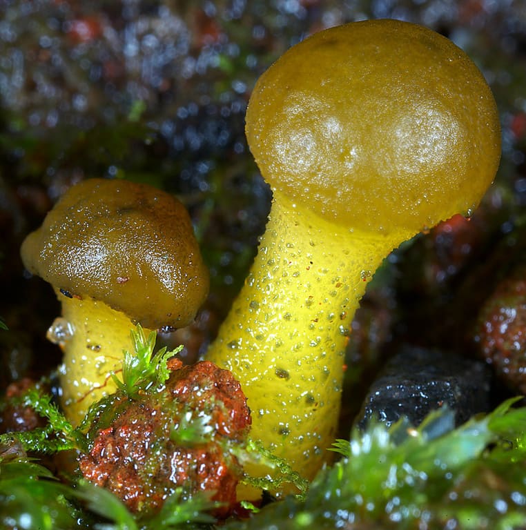 Leotia lubrica mushroom 