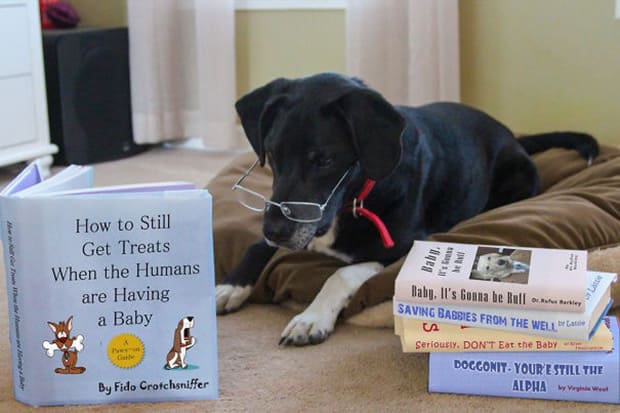  Dog reading a book that annoce about pregnancy in the family