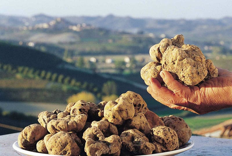 Tuber Magnatum Pico
