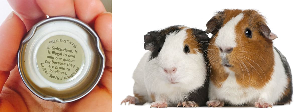 Guinea pig Snapple fact