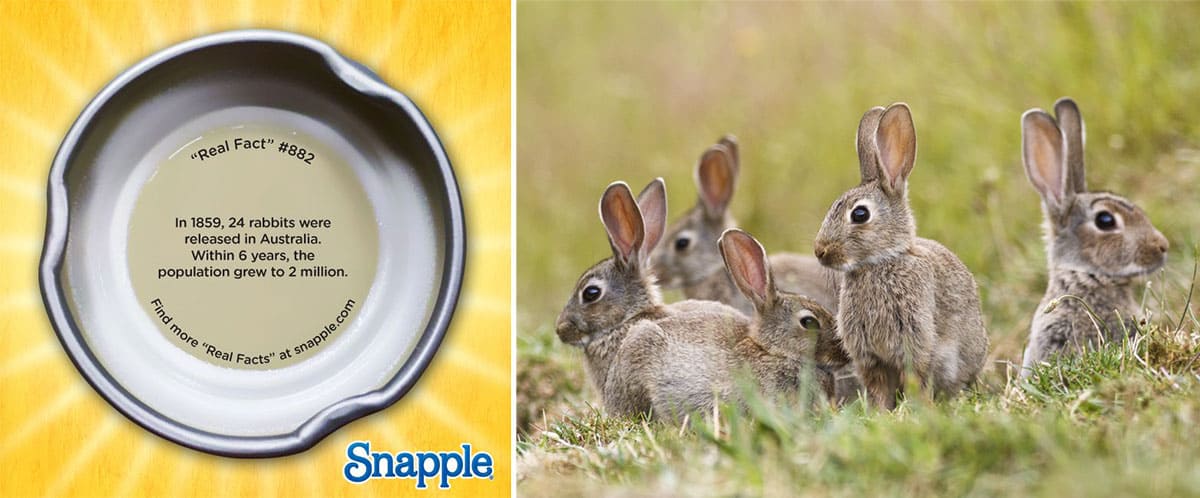 Rabbit Snapple fact 