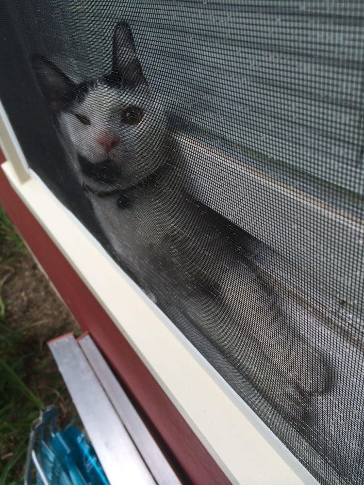 A cat stuck in a window 