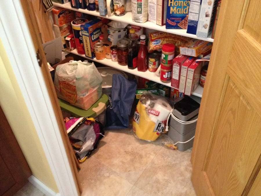 A cat lost in the pantry 