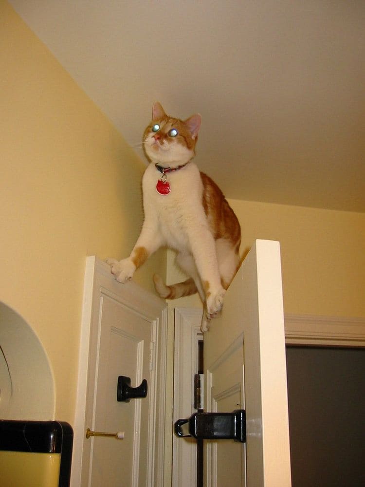 A cat on the door 
