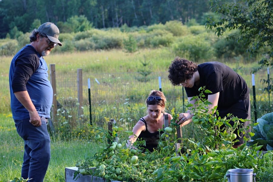 Photo of a man, a woman, and a teenage boy picking tomato plants on a farm. 