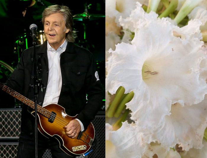 Paul McCartney