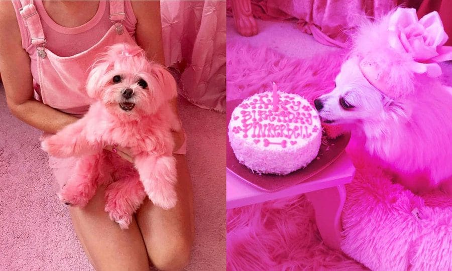 A photograph of Miss Kisses. / A photograph of Pinkerbell next to her birthday cake