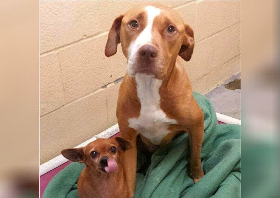 A sad-looking Pitbull and small Chihuahua sitting on a blanket at a shelter