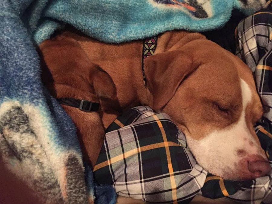 Merrill is lying in between cozy blankets 