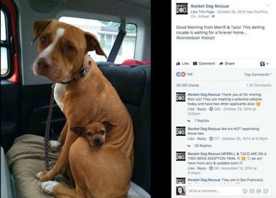 A screenshot of the Rocket Dog Rescue's Facebook page with Merrill and Taco cuddling together in the backseat of a car. 
