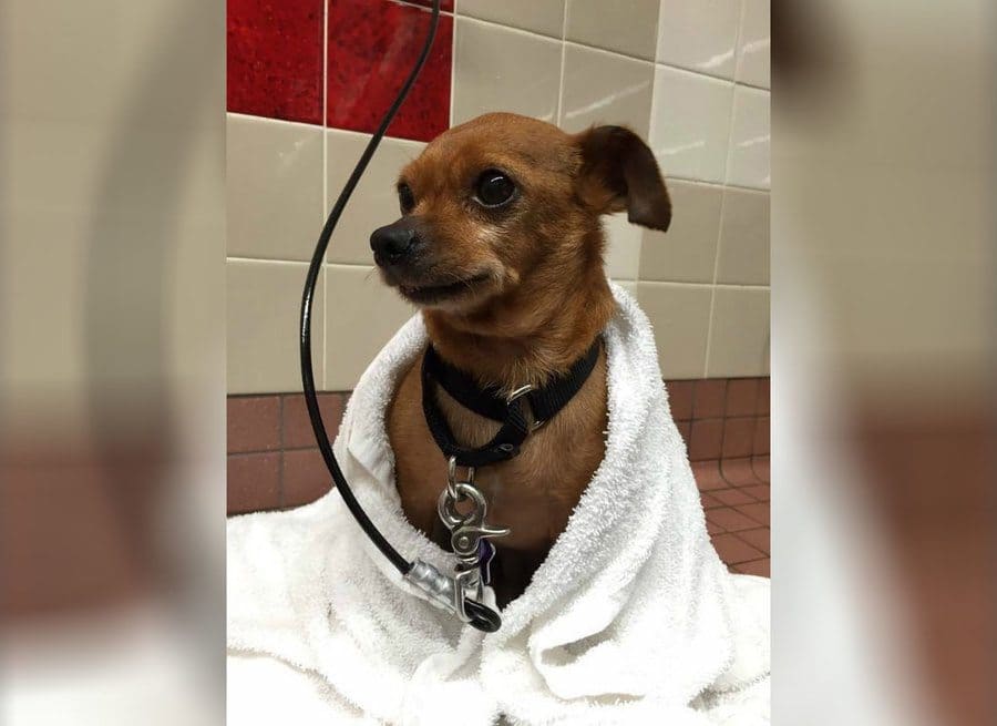 Taco is attached to a wall leash with a towel around him after he received a bath. 