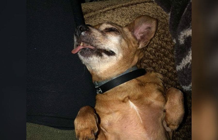 Taco is lying on his back with his tongue out. 