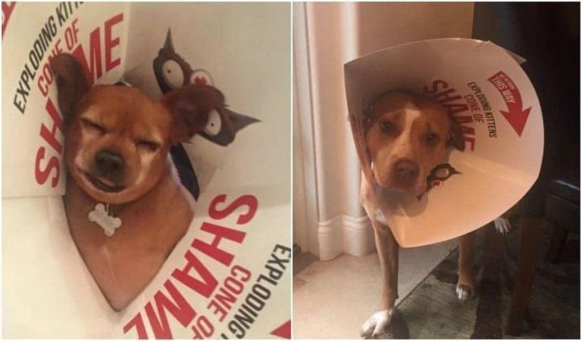 Taco and Merrill are wearing their cones of shame