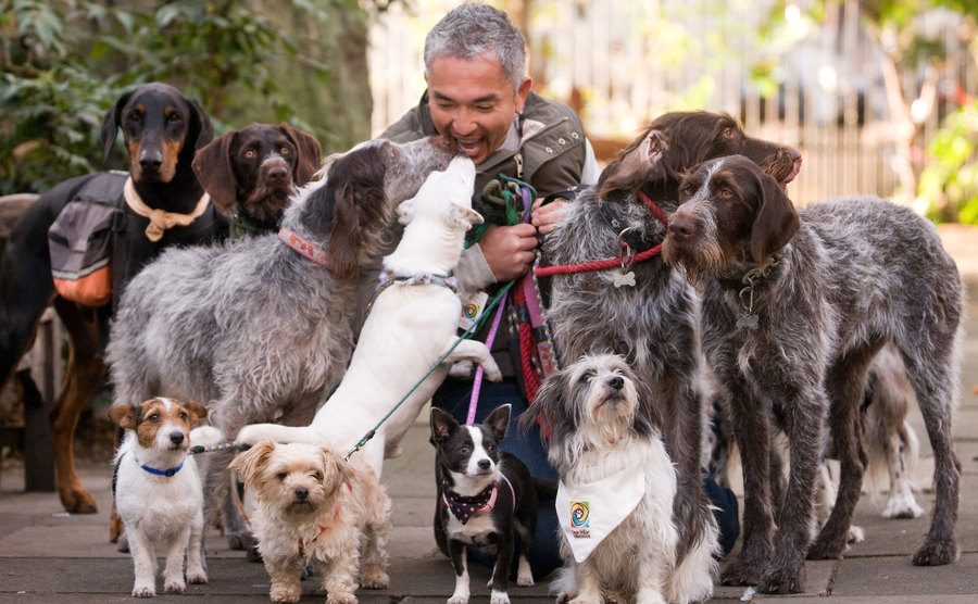 Cesar Millan walking a lot of dogs together