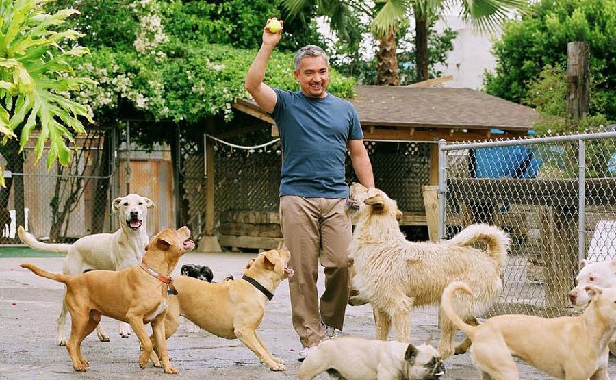 Cesar Millan about to throw a tennis ball in a large encaged area with a bunch of dogs ready to run 
