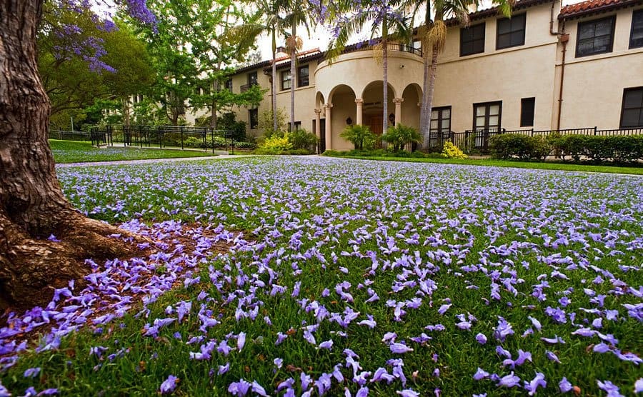Erdman Hall in Occidental College with purple flower petals all over the grass 