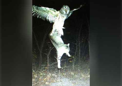An owl and raccoon caught on a trail cam