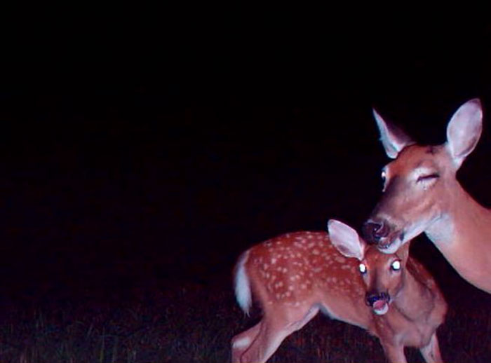 Two deers caught on a trail cam