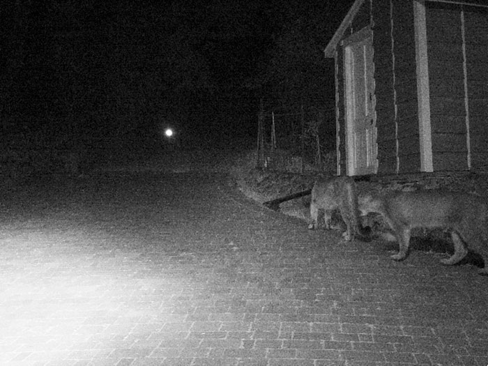 Animals walking at night caught on a trail-cam