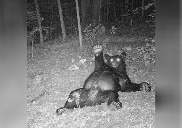 Bear waving at the trail cam