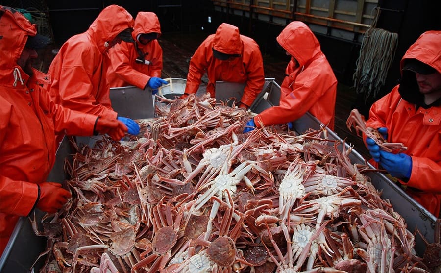 Fishermen inspecting the batch of crabs they just caught on the Deadliest Catch 
