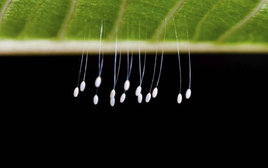  Lacewing eggs