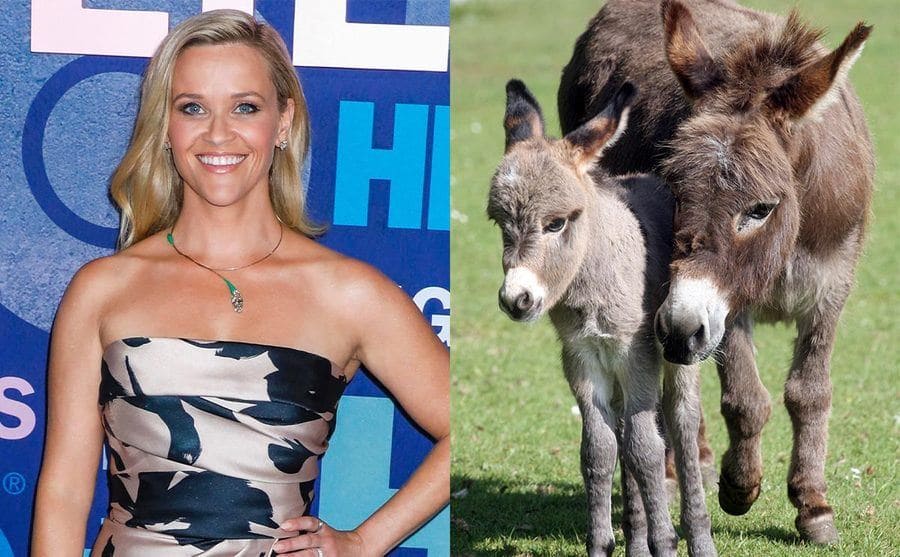 Reese Witherspoon on the red carpet in 2019 / A mother and her young miniature donkey in a grassy field 