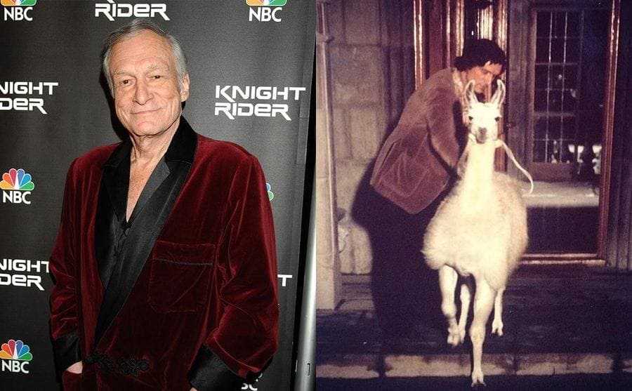 Hugh Hefner on the red carpet in 2008 / Hugh Hefner with his llama 