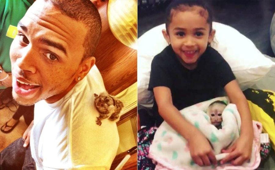 Chris Brown with a baby monkey on his back / Chris Brown’s daughter holding the baby monkey in a fuzzy blanket 
