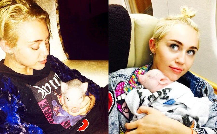 Two photographs of Miley posing with her pet piglet 