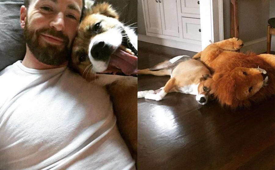 Chris Evans and his dog Dodger / Dodger lying down next to a stuffed lion 