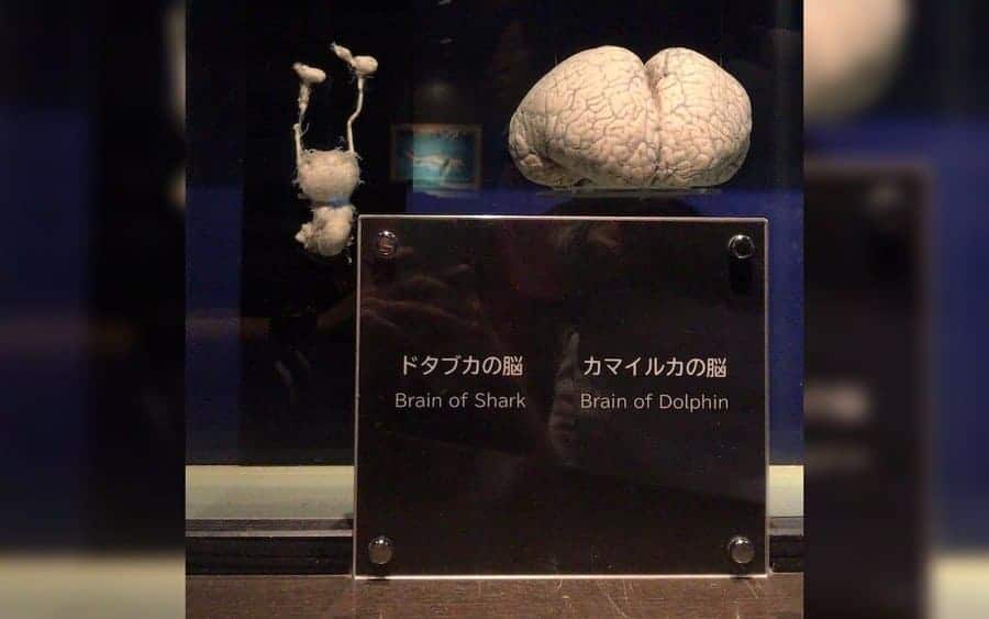 A comparison of the brain of a shark and a brain of a dolphin