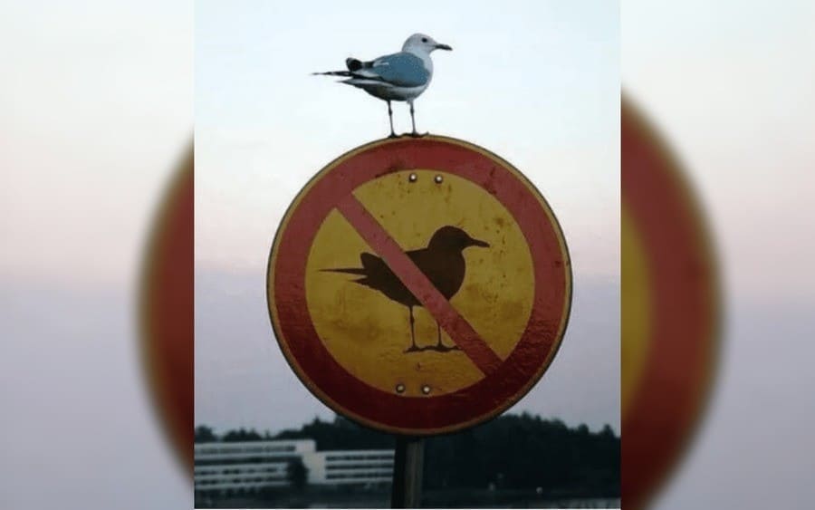 A birds on top of a sign that says no birds allowed