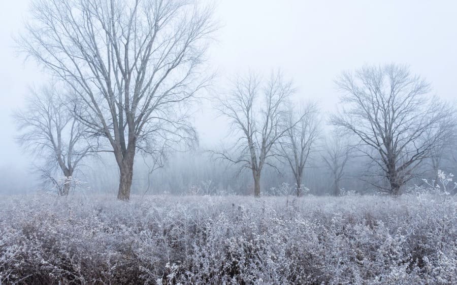A meadow in Illinois on a frosty foggy winter morning