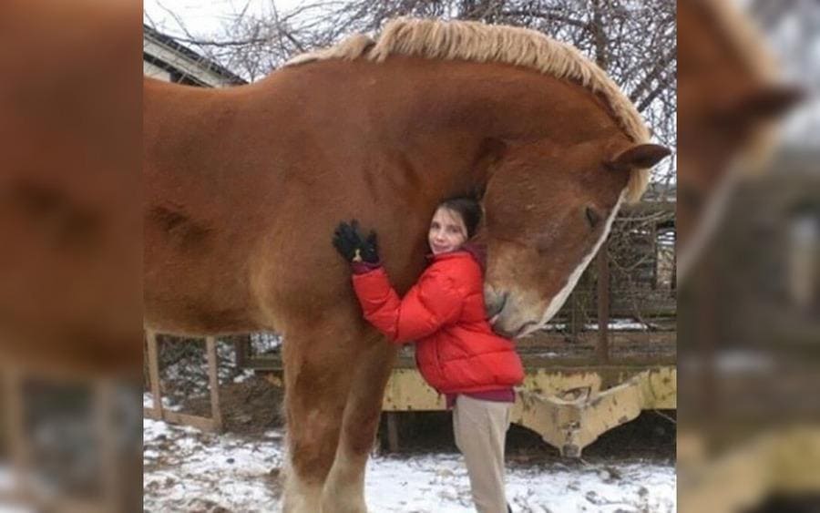 The largest Belgian Draft horse