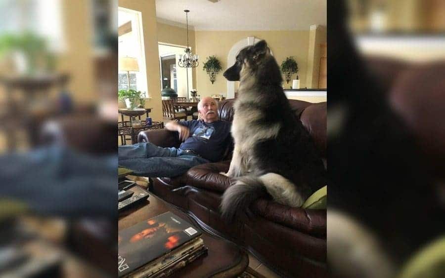 A big dog is sitting on a couch.