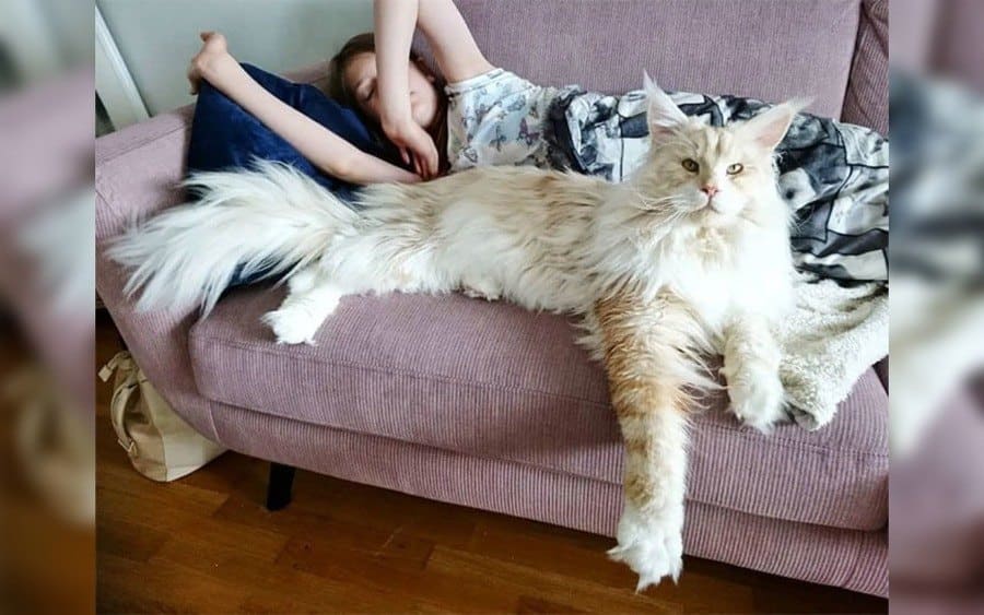 a Maine Coon Cat