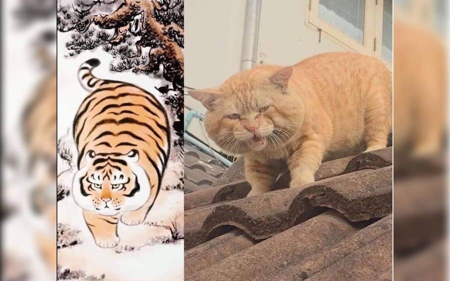 A chubby orange cat