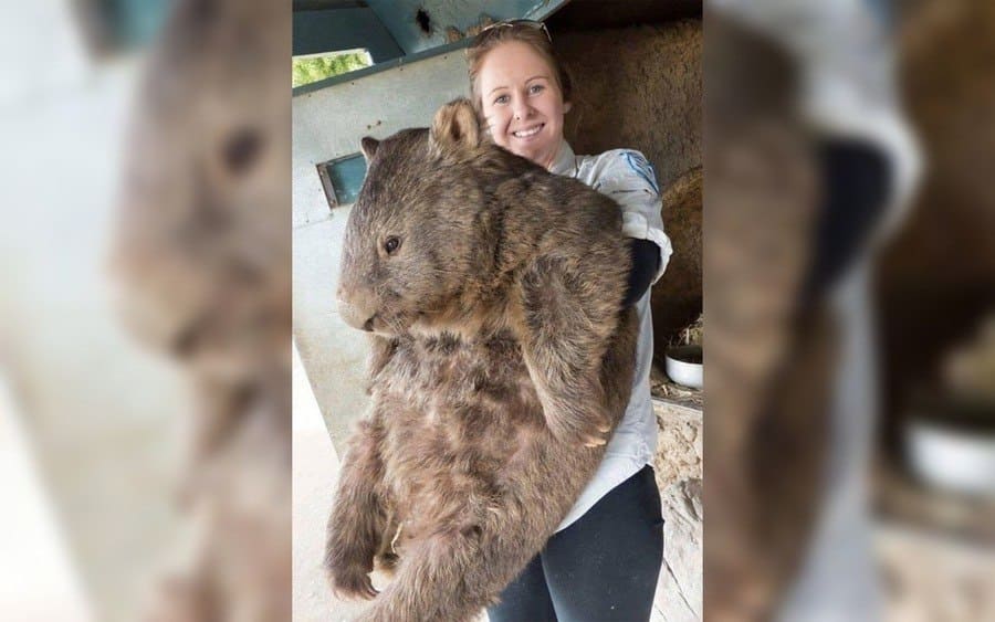 the largest wombat that ever lived