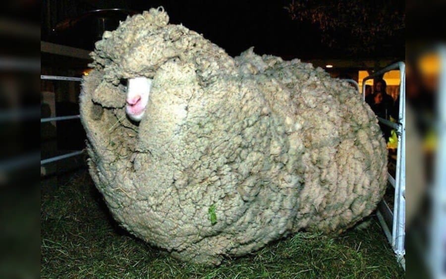 a fluffy sheep named Shrek