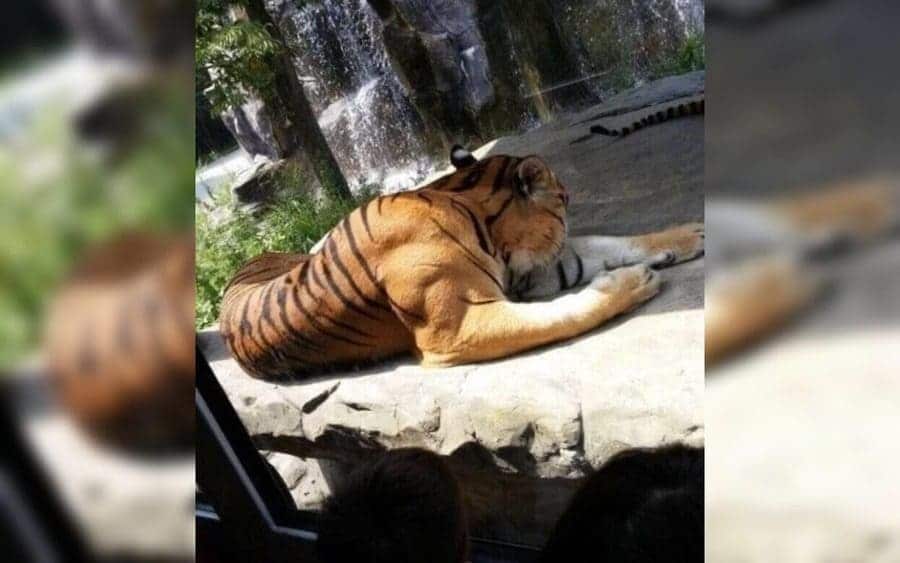 A huge Tiger