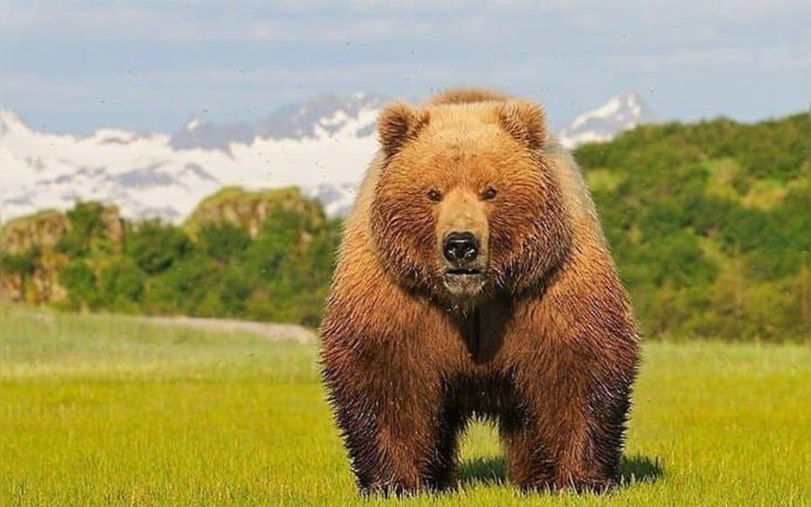 A huge Bear