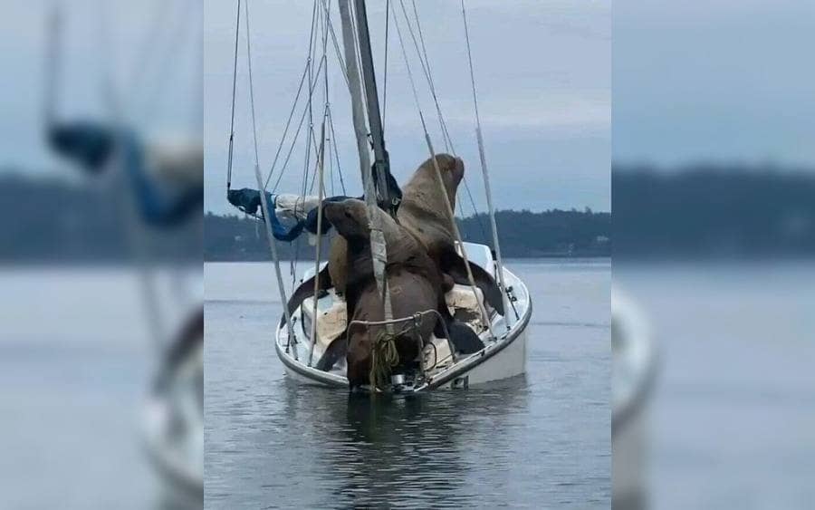 Two sea lions on a boat