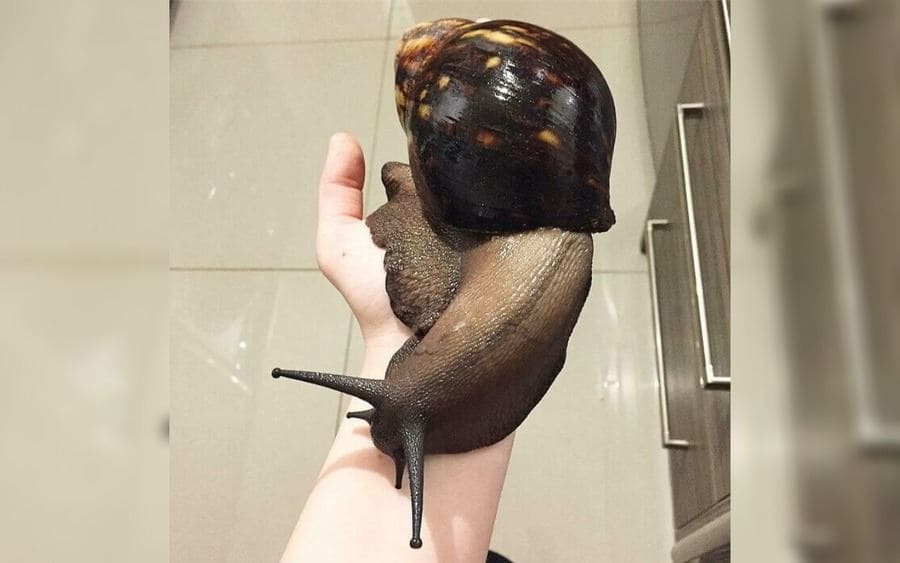 A giant snail