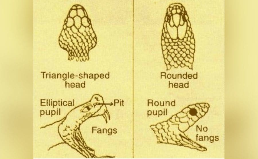 A sketch drawing is explaining the different markers of venomous and non-venomous snakes. 